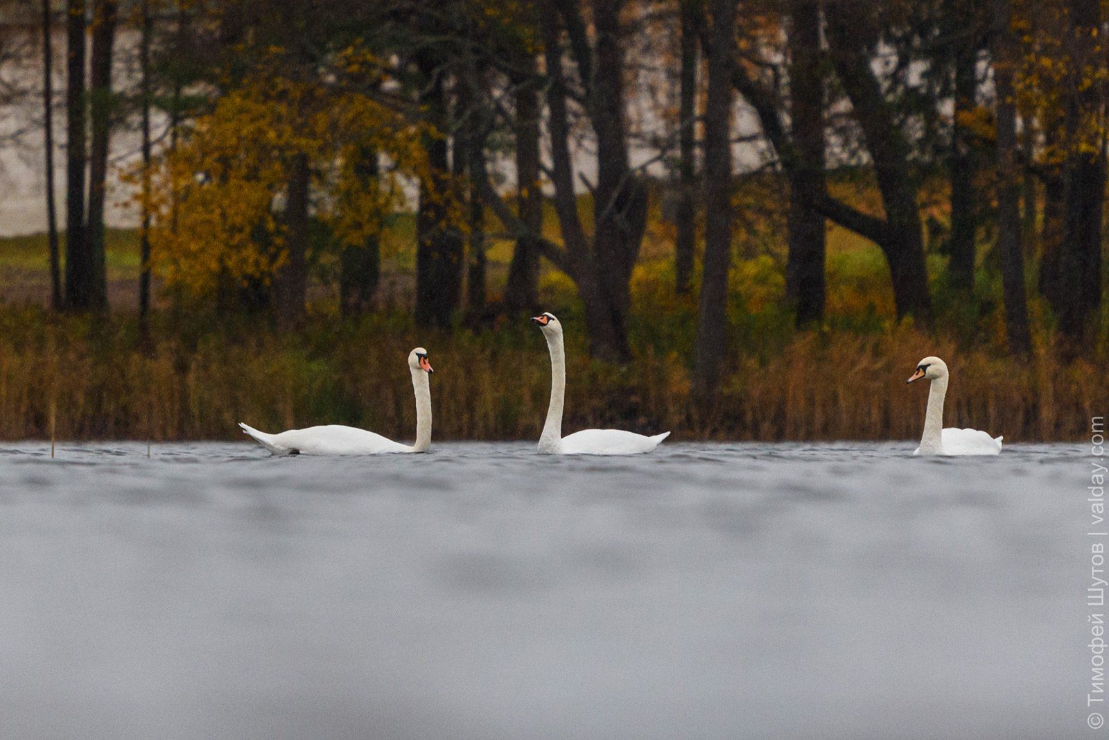 Лебединое озеро 6. Озеро лебедь Куршская. Озеро лебедь Куршская коса. Озеро лебедь на Куршской косе. Озеро Чайка а Куршской косе лебеди.