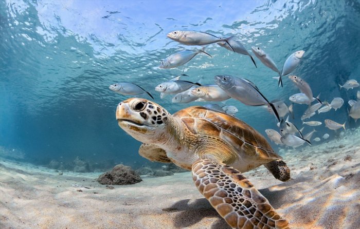 Карибское море животный мир