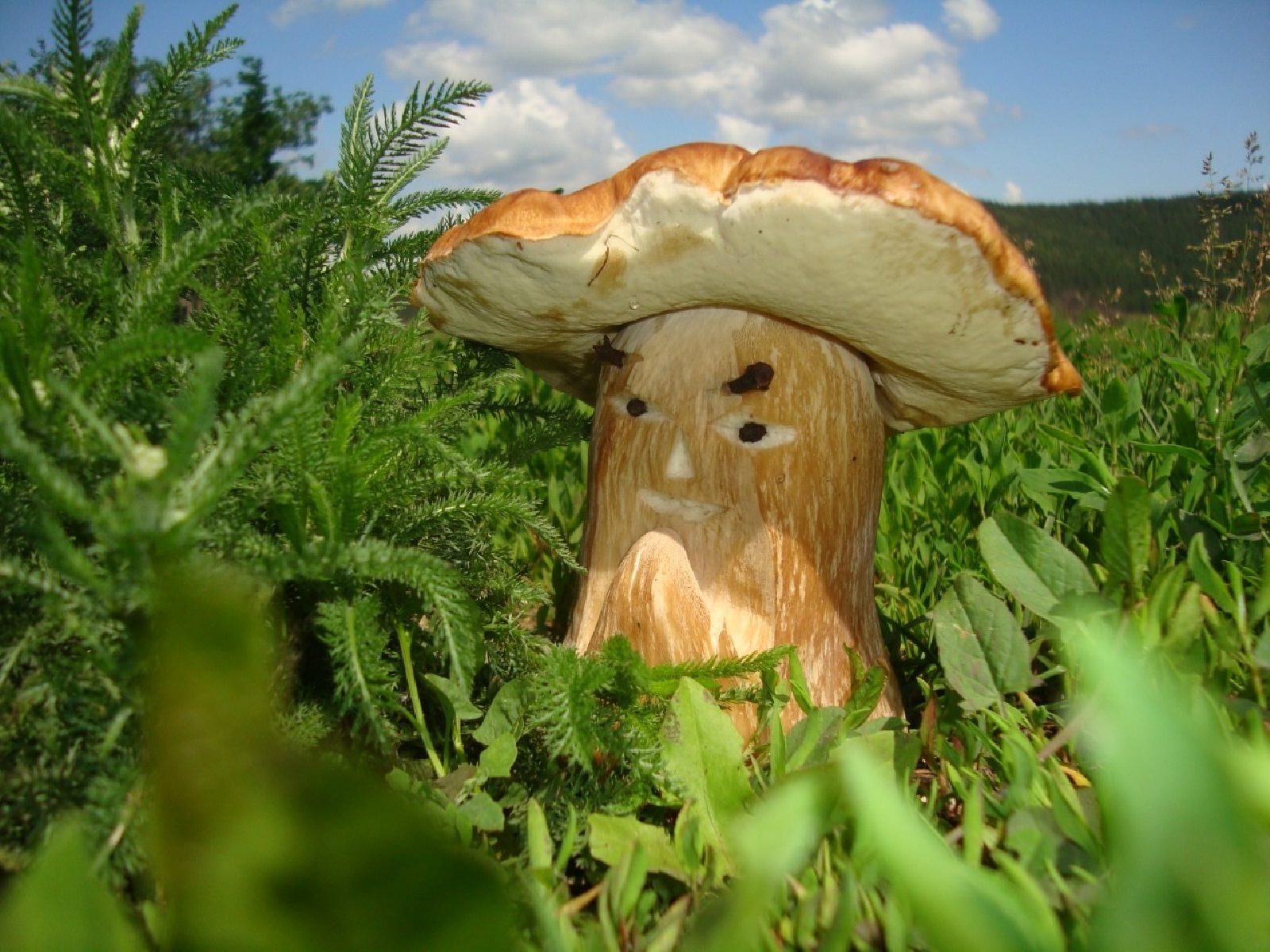 Есть грибы с глазами. Веселый гриб. Смешные грибы. Сказочные грибы. Живые грибы:.