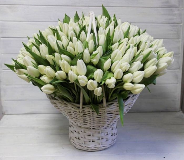 Шикарный букет белых тюльпанов