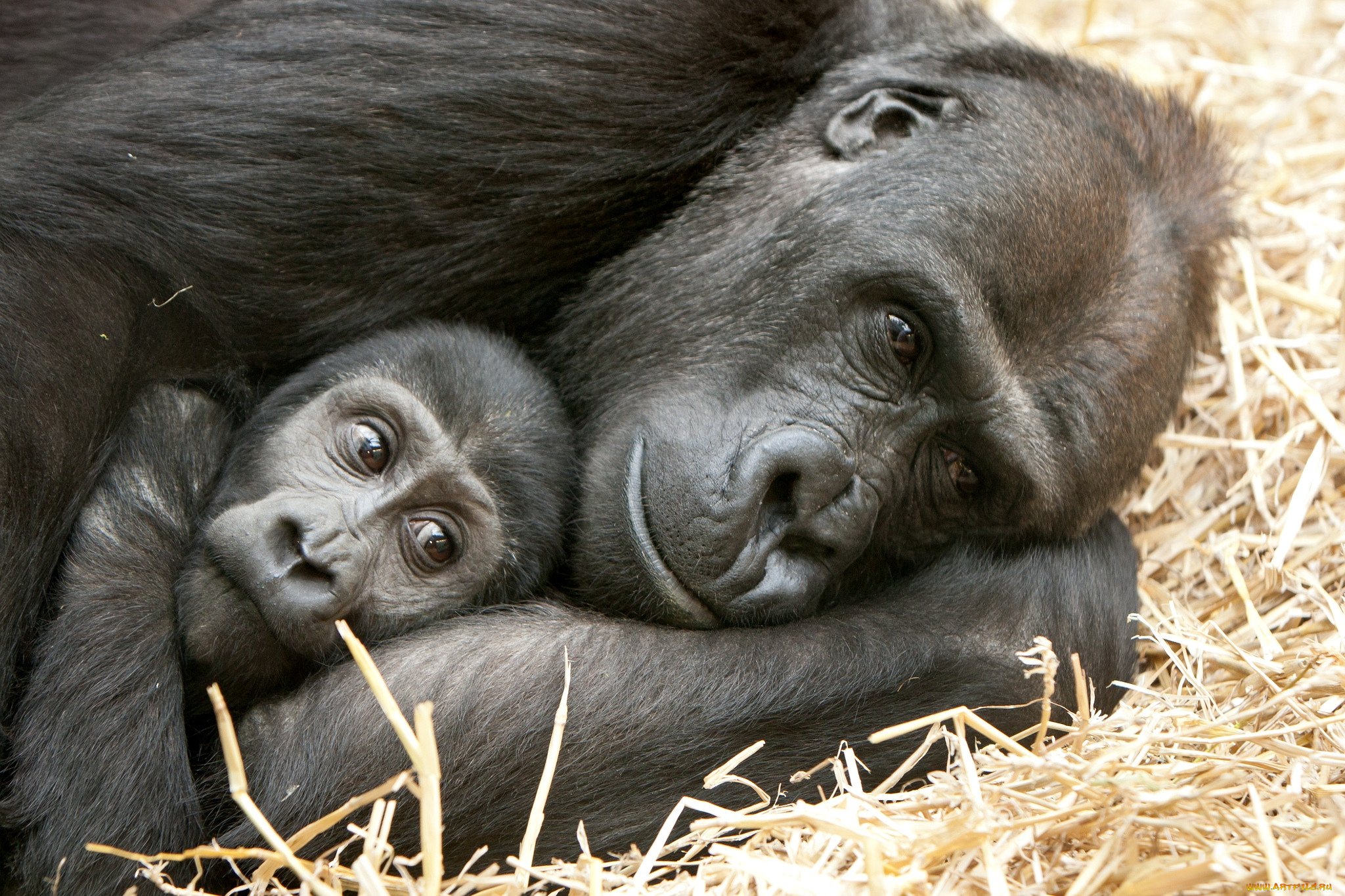 Забавный шимпанзе как правильно. Гориллы любовь. Смешные обезьяны. Две гориллы. Две обезьяны гориллы.