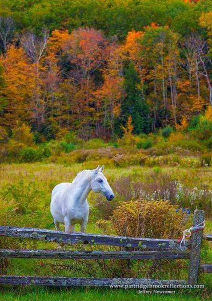 Красивые пейзажи с лошадьми