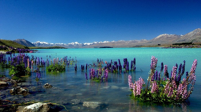 Озеро Текапо в новой Зеландии