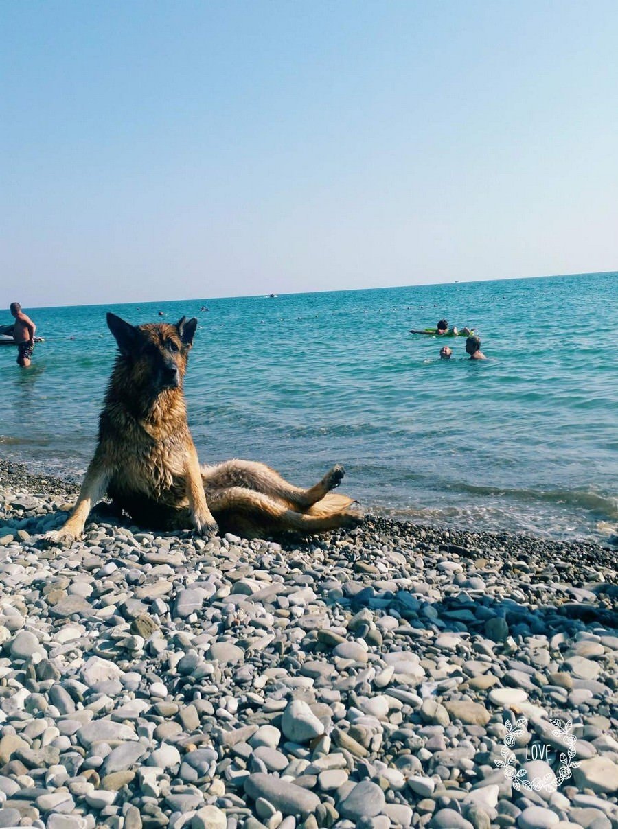 Прикольные картинки на море. Собака на море. Собака на пляже. Собака возле моря. Пес на море.