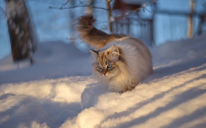 Кот зимой