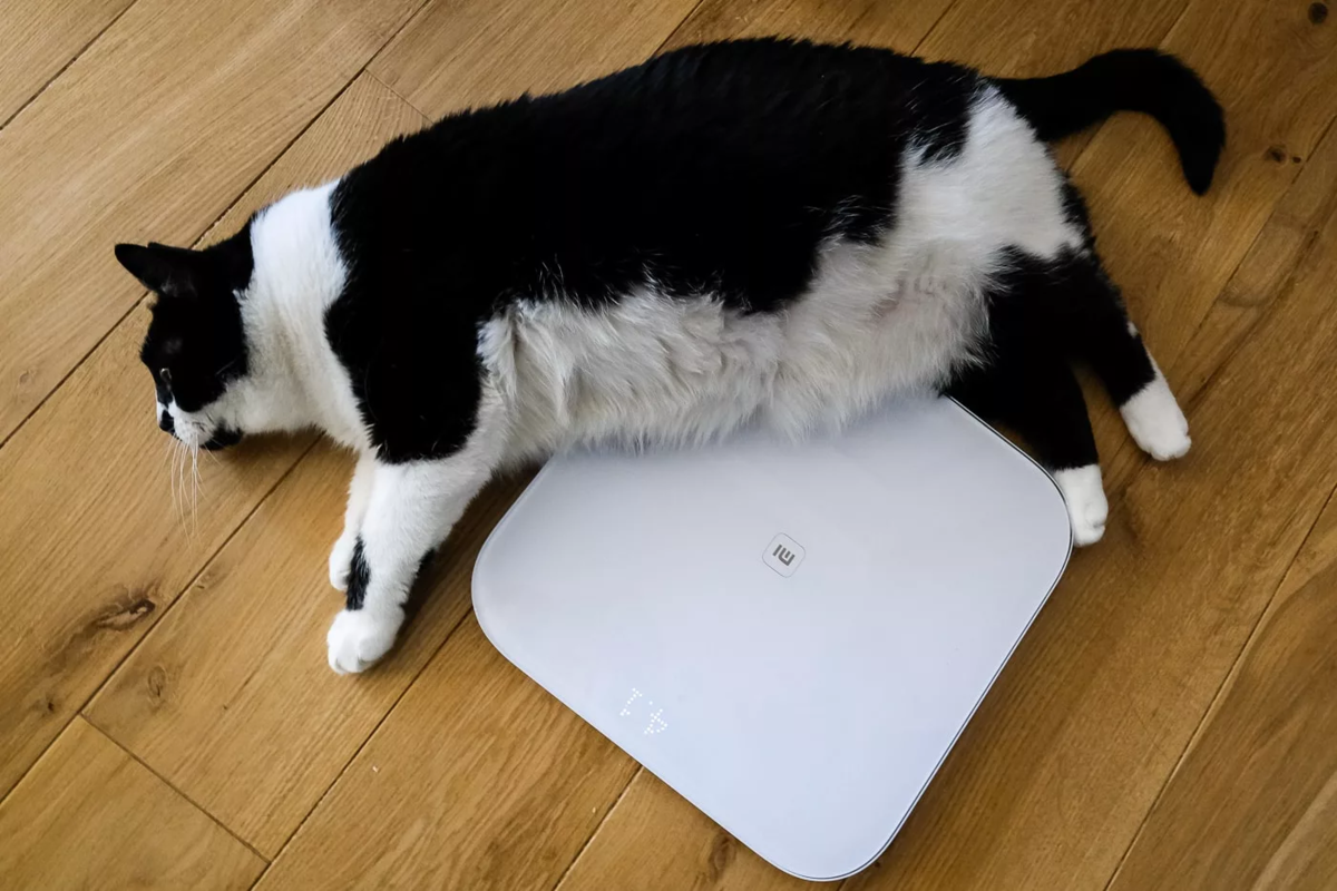 Весы для кошек купить. Кот взвешивается. Жирный кот на весах. Котик на весах. Взвешивание кошки.