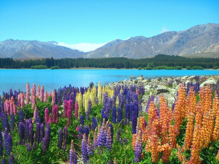 Люпины на озере Текапо новая Зеландия