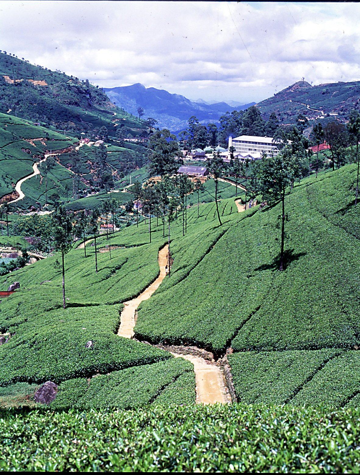 Республика шри. Остров Цейлон Шри Ланка. Остров Цейлон природа. Шри Ланка чайные плантации. Шри Ланка или остров Цейлон.