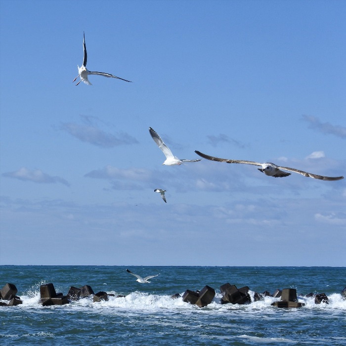 Альбатрос черное море