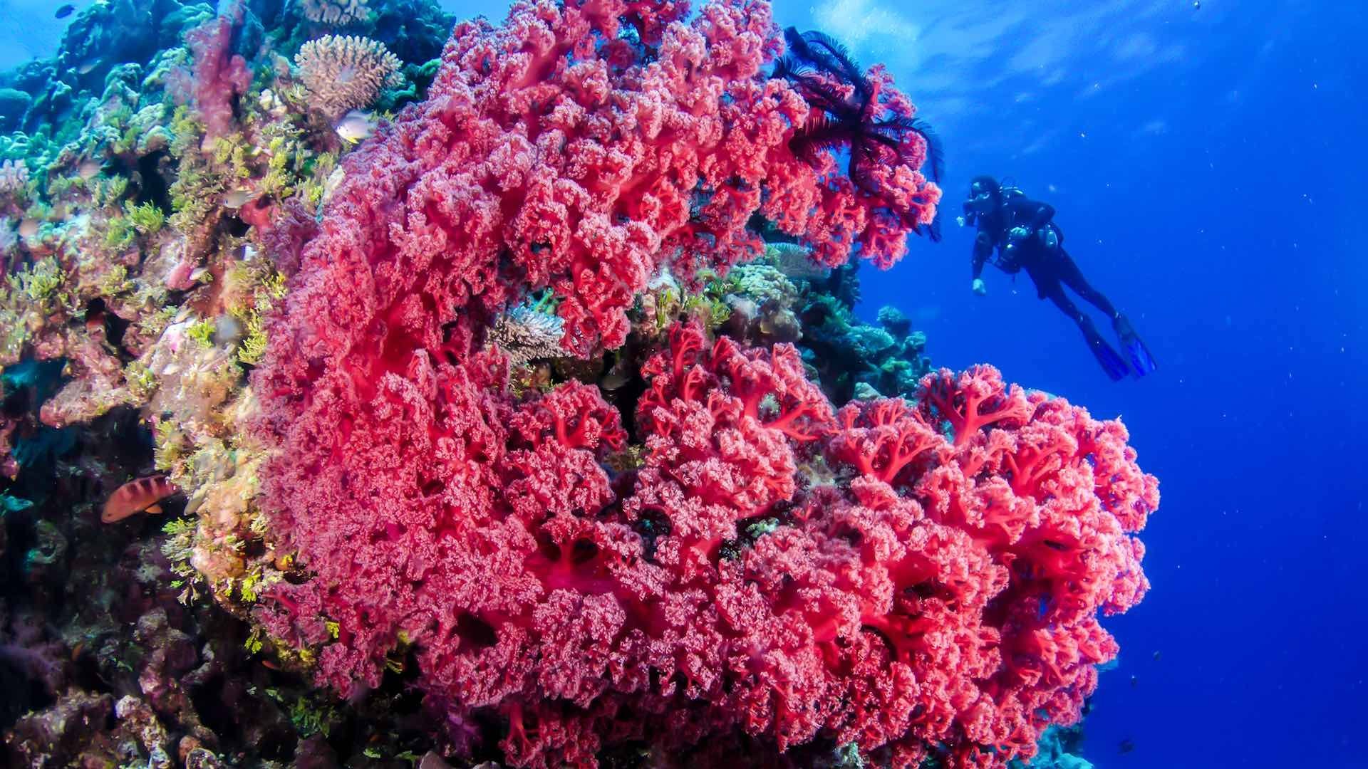 Древние коралловые рифы. Коралловый риф. Барьерный риф. Барьерный риф в Австралии. Барьерный риф кораллы.