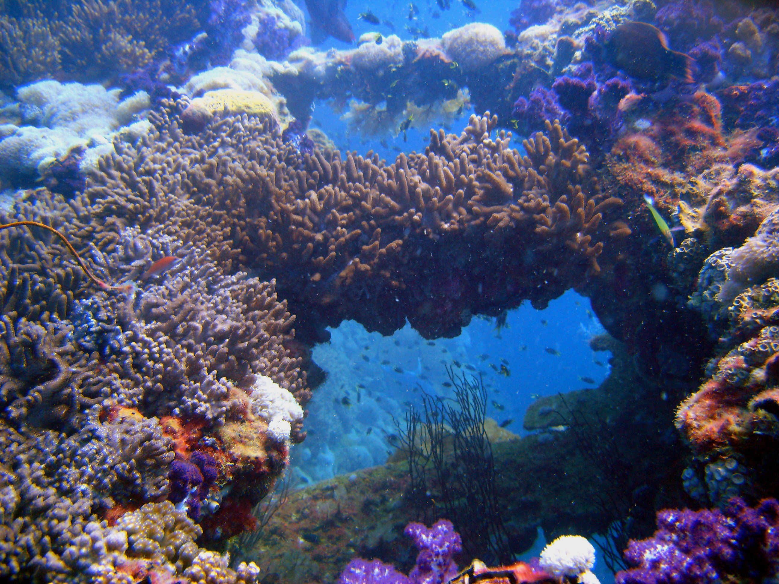 Форма тихого океана. Коралловый Барьерный риф. Большой Барьерный риф кораллы. Майотта коралловый риф. Коралловые рифы Бали.