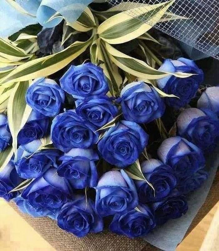 Красивый букет голубых роз