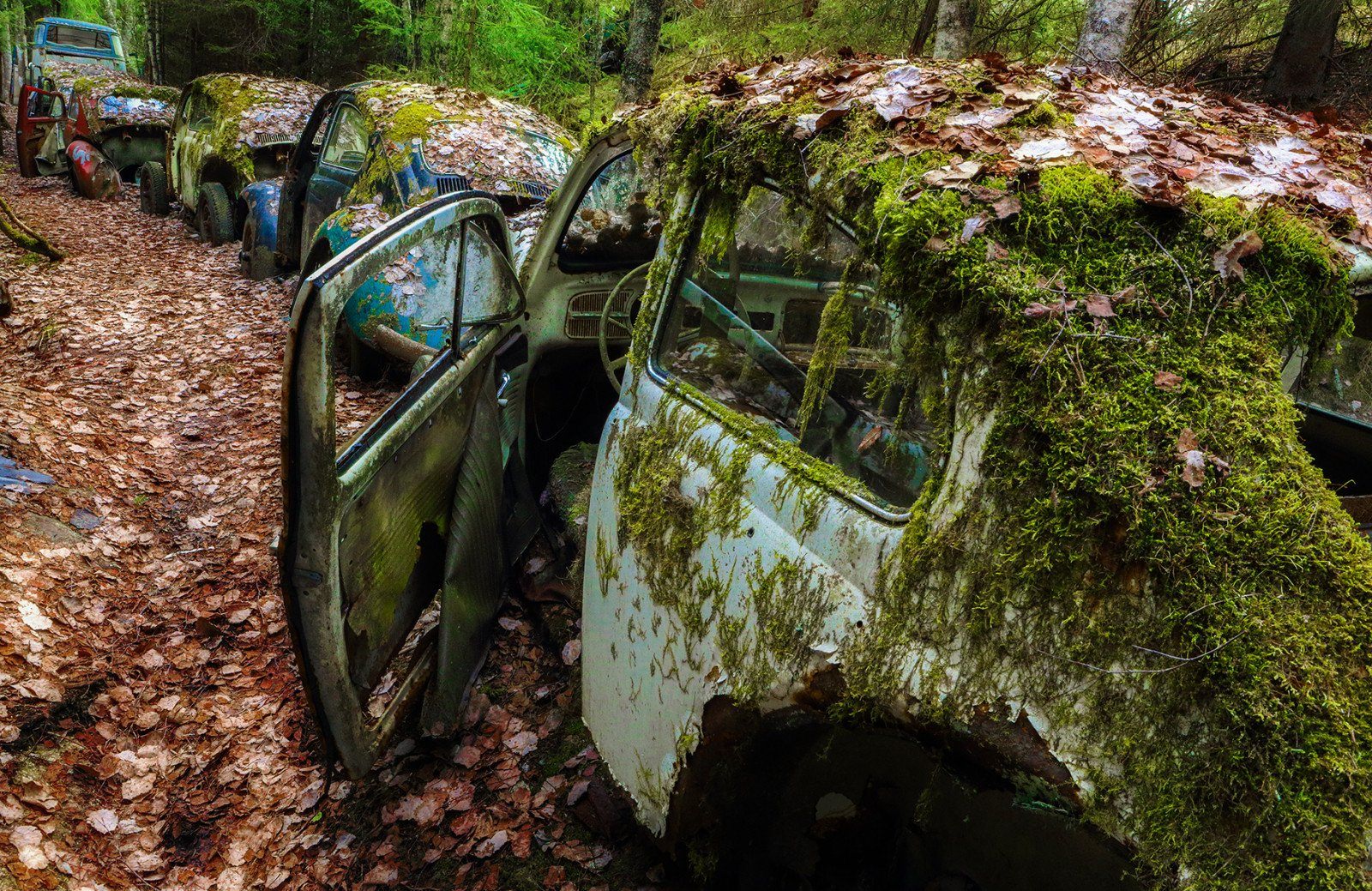 Капот в лесу. Брошенные машины в лесу. Старые заброшенные автомобили. Мох на машине. Заброшенные машины в лесу.