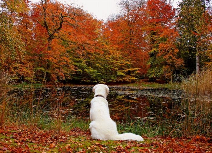 Осень и собачка