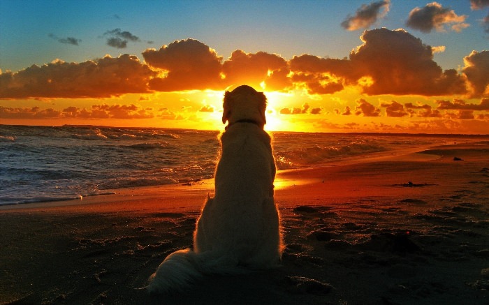 Собака море закат