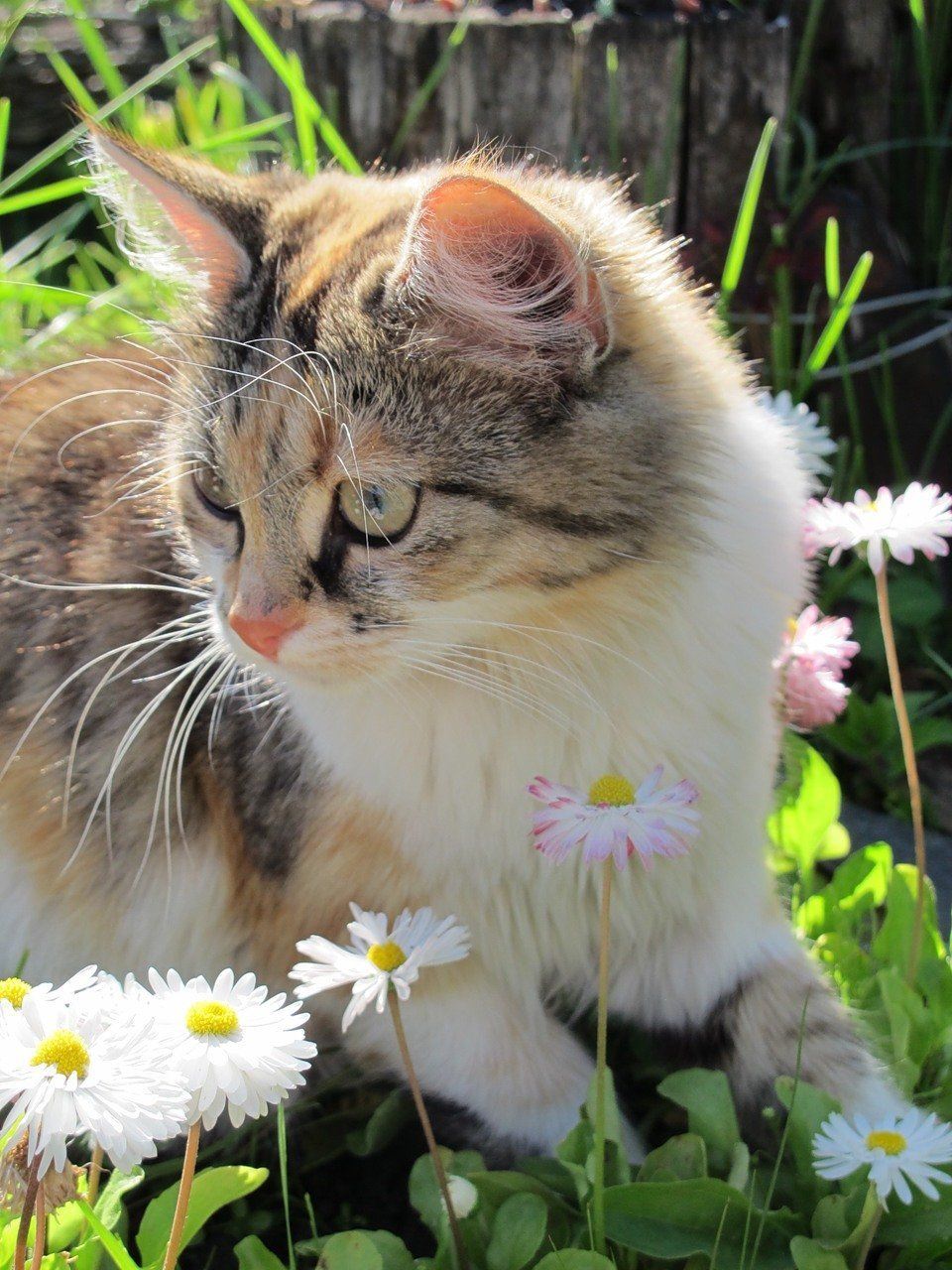 Кошечки живые. Кошка на природе. Красивые кошки. Кошка лето. Весенние коты.
