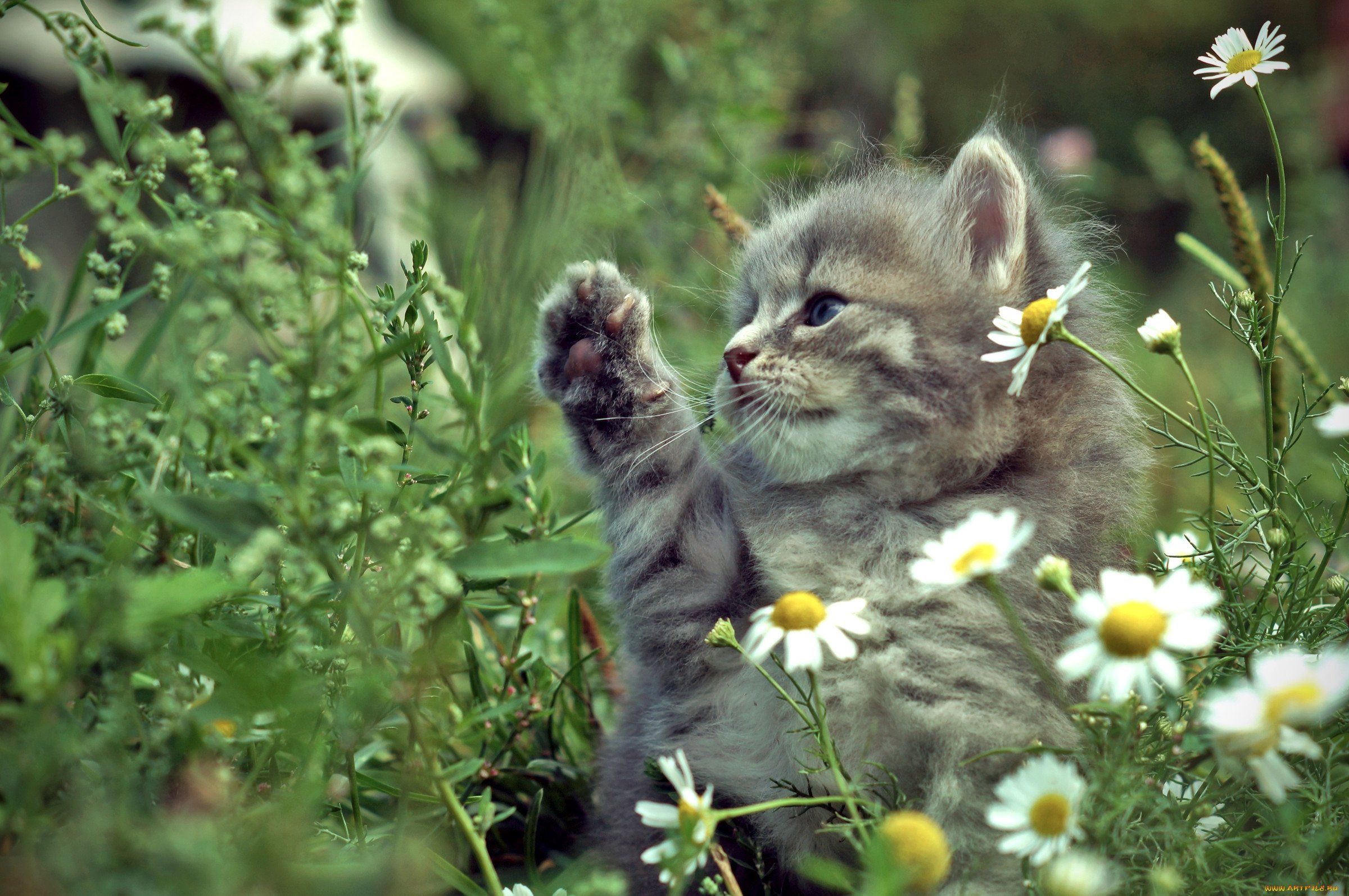 Ромашковая кошка. Котенок в цветах. Котики на природе. Милые котята на природе. Котенок в полевых цветах.