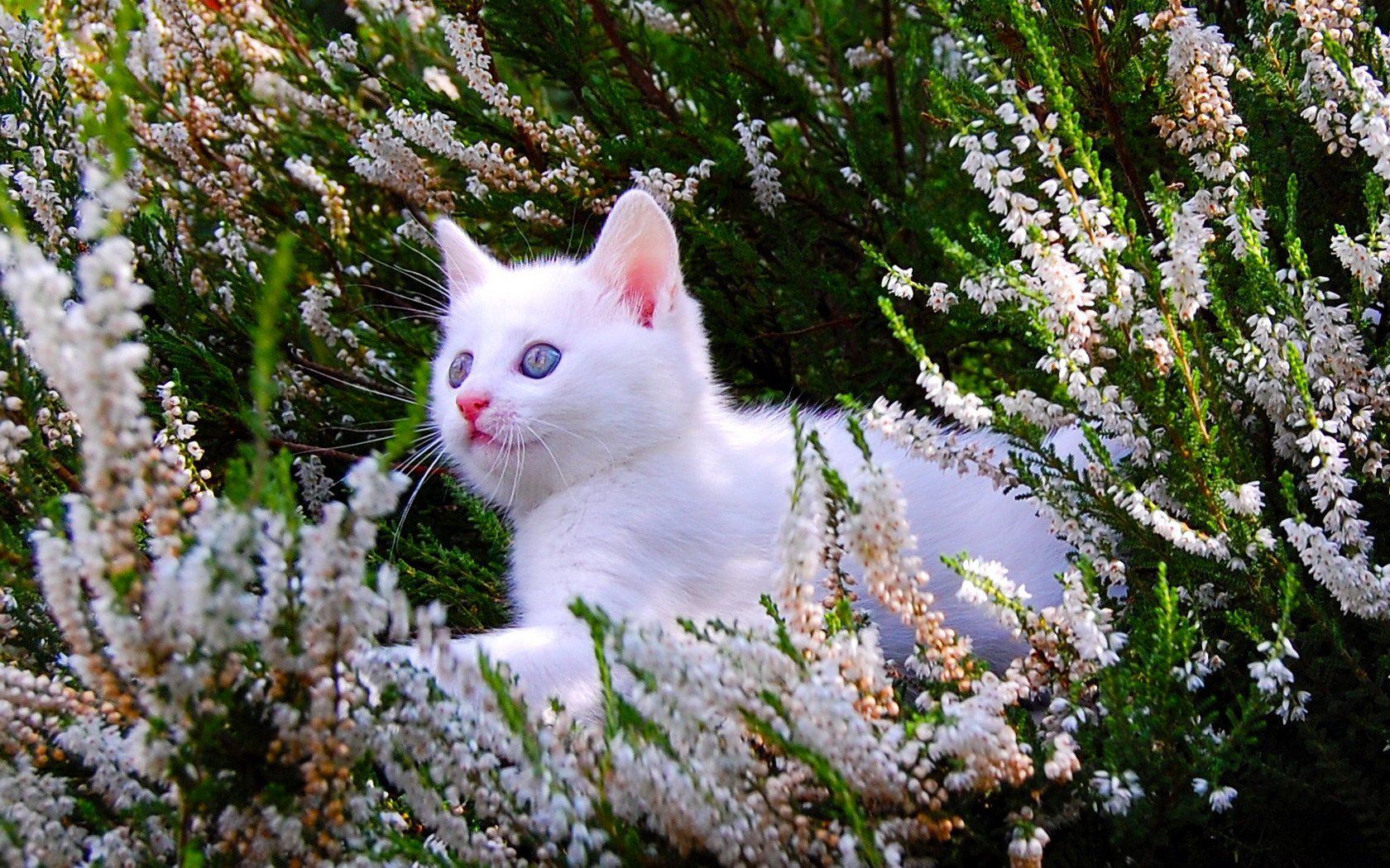 Весенняя лень. Кошка на природе. Кошка лето. Кошка с цветами. Коты Эстетика природа.