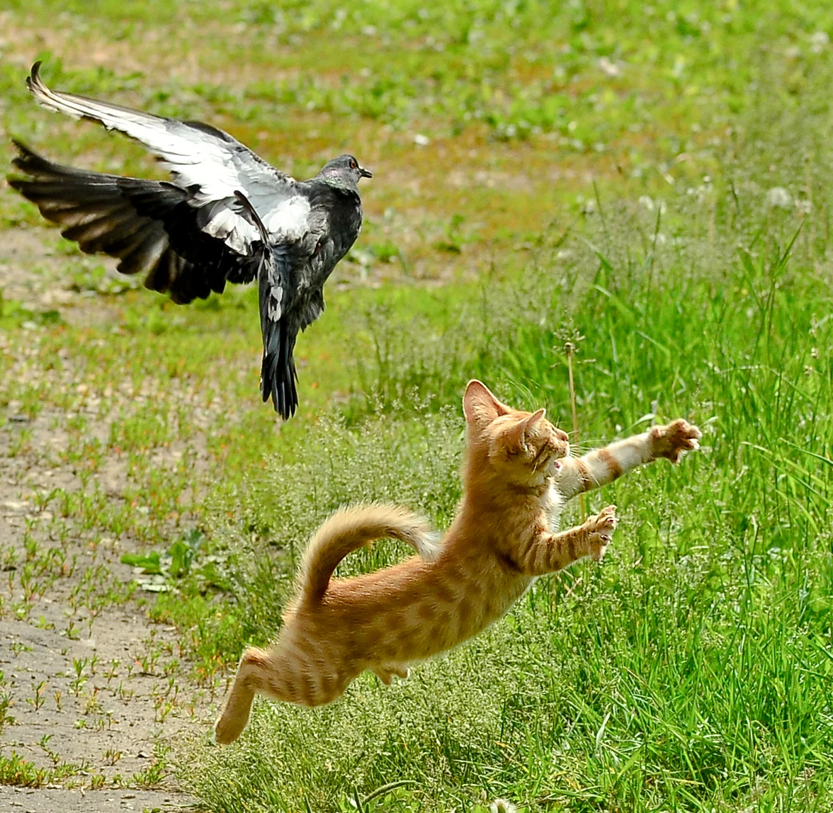 Догони кошку. Кошка охотится. Кошка охотится на птиц. Кот в прыжке. Рыжая кошка в прыжке.