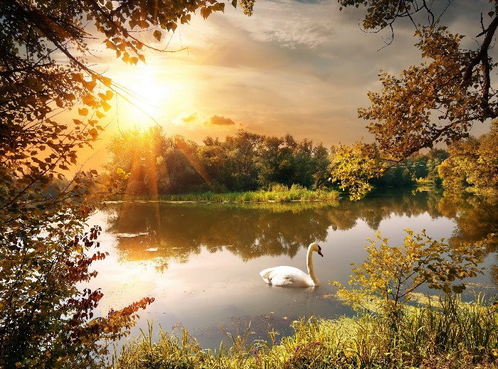 Осенний пейзаж с лебедями