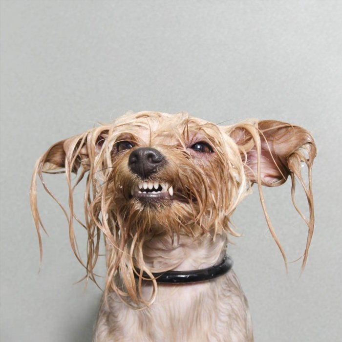 Смешная мокрая собака