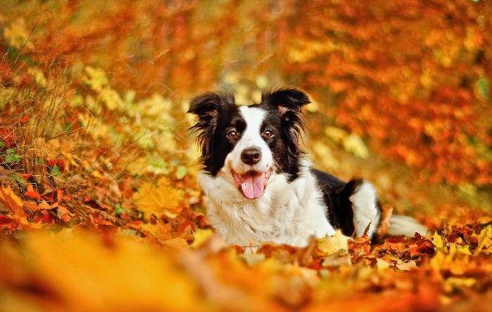 Собака в осенней листве