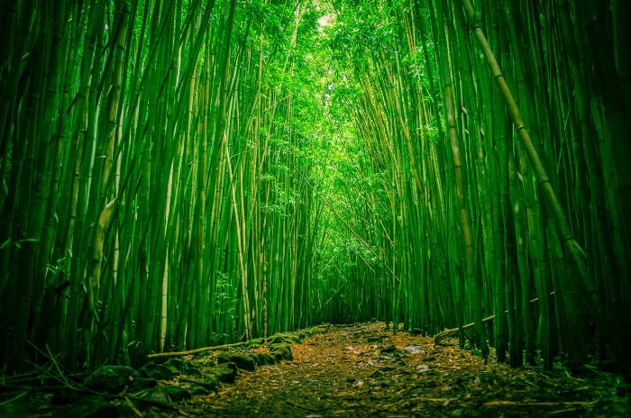 Фон бамбуковый лес
