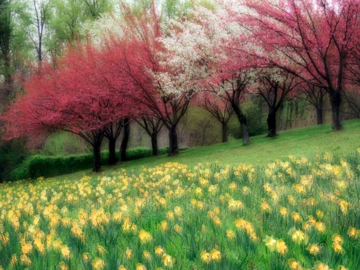 Красота природы Весна