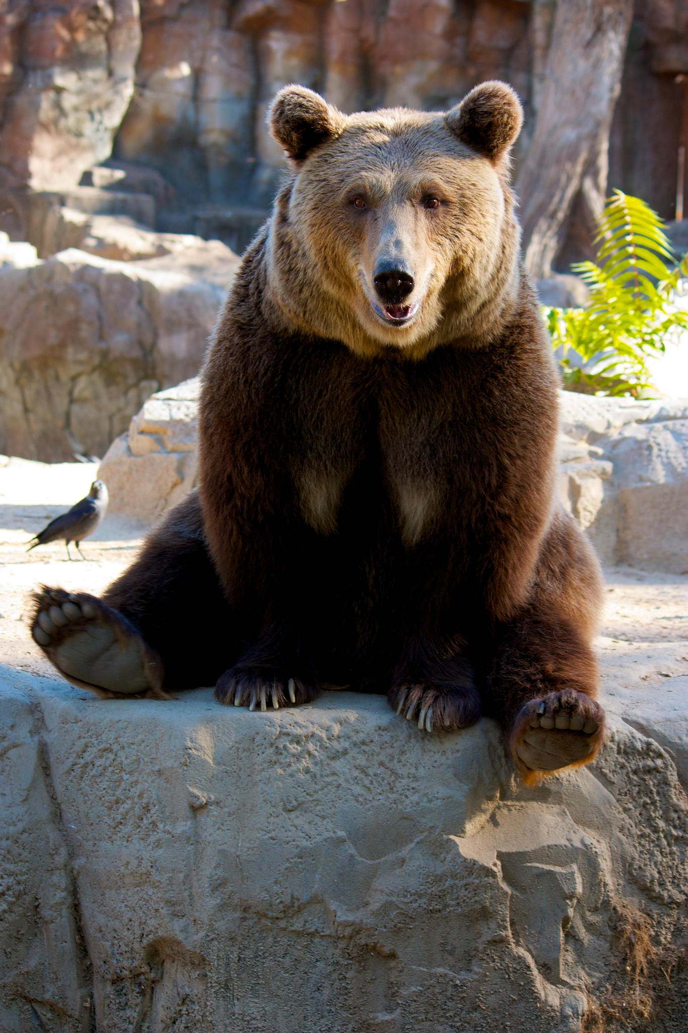 Забавные медведи. Медведь Гризли. Довольный медведь. Смешной медведь. Бурый медведь.