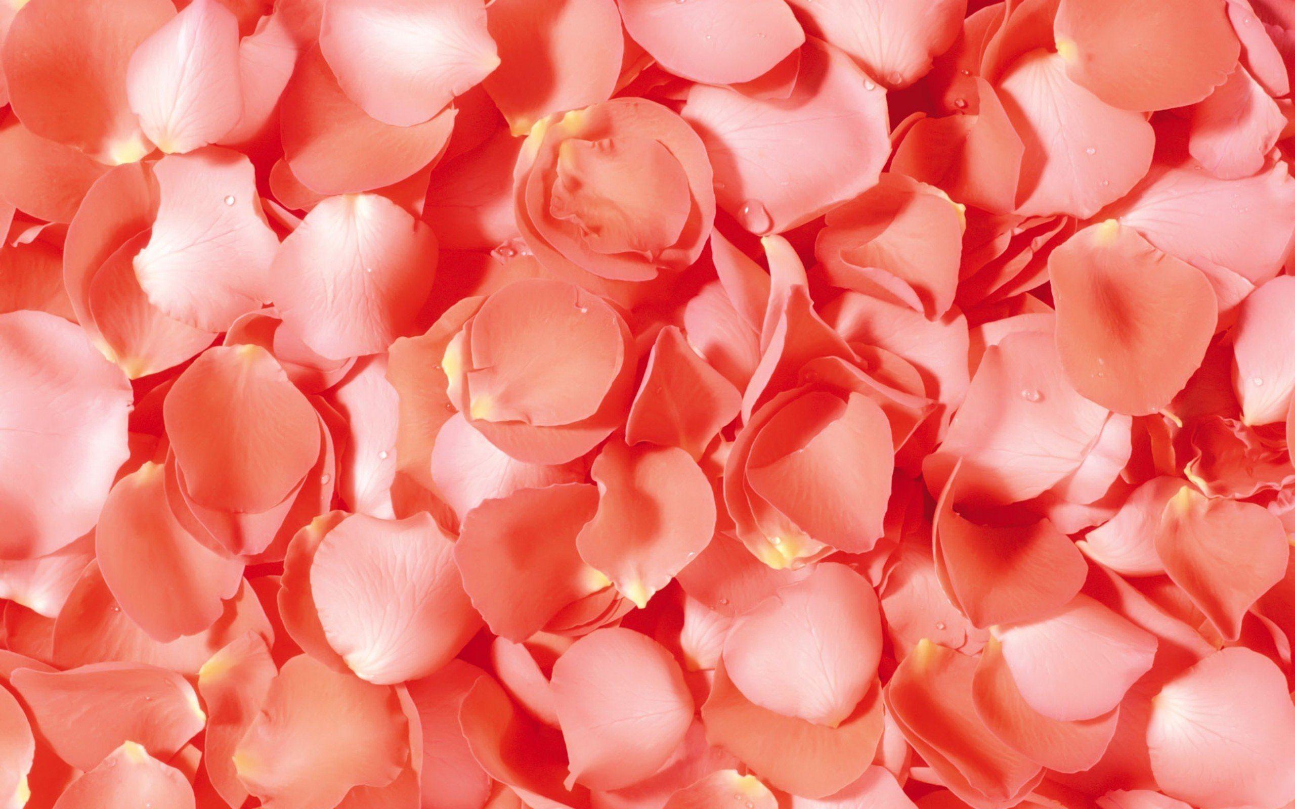 Желтоватые или розовые лепестки. Розовые лепестки. Фон лепестки роз. Лепестки розовых роз. Нежные лепестки цветов.