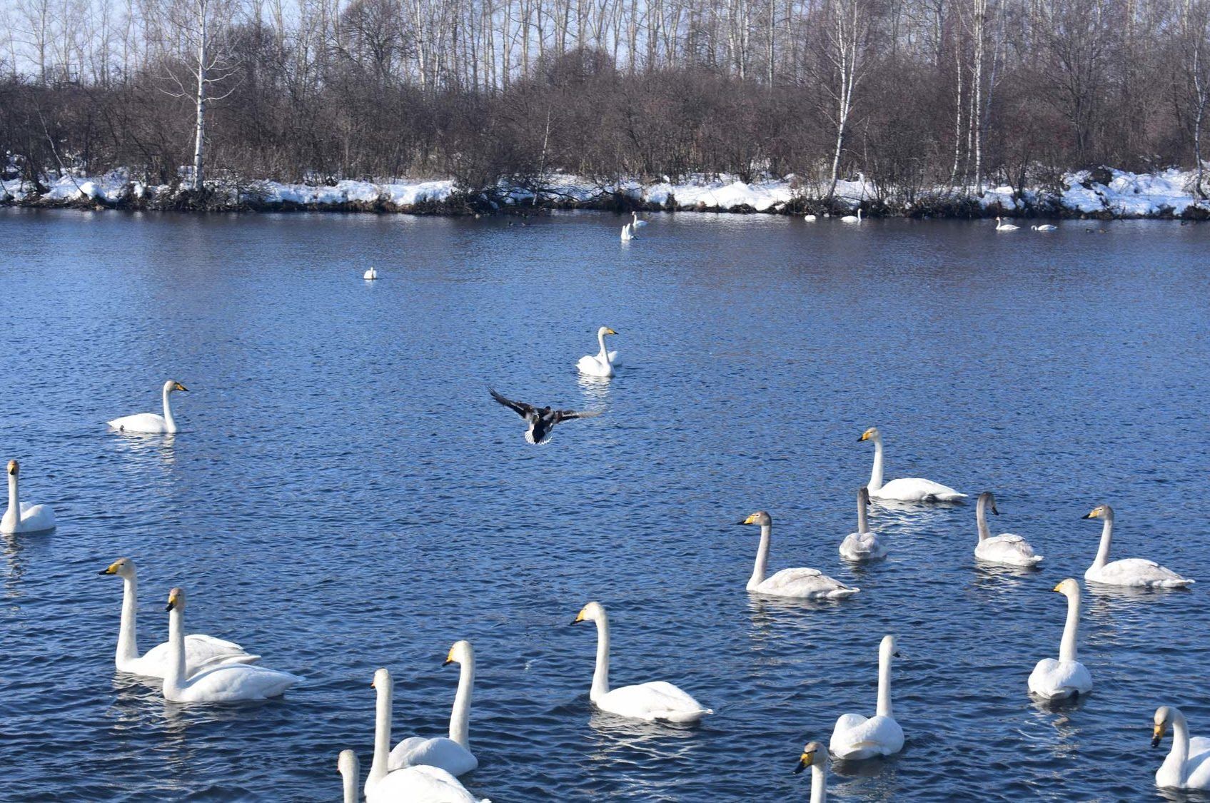 Лебединое озеро ставрополь. Лебединое озеро Липецк. Лебединое озеро НЛМК. Лебединое озеро Липецк НЛМК. Экологический парк «Лебединое озеро».