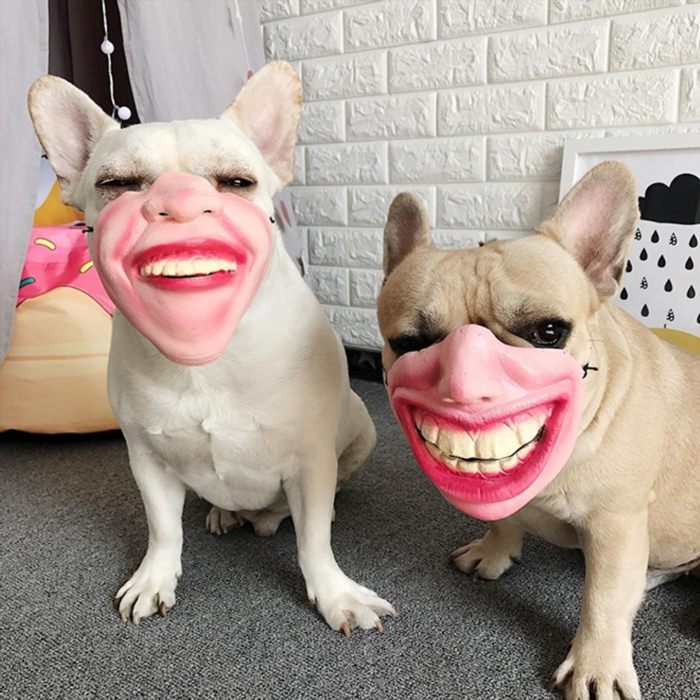 Смешные маски для собак
