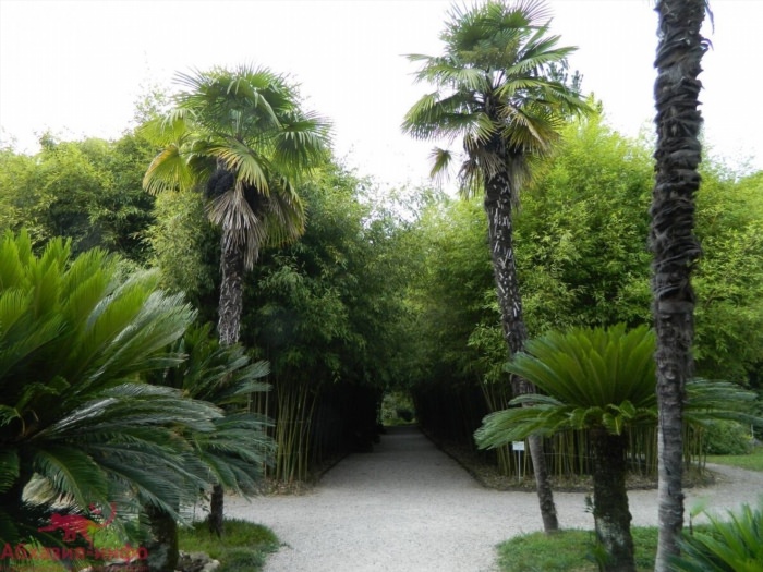 Сухуми Абхазия достопримечательности Ботанический сад