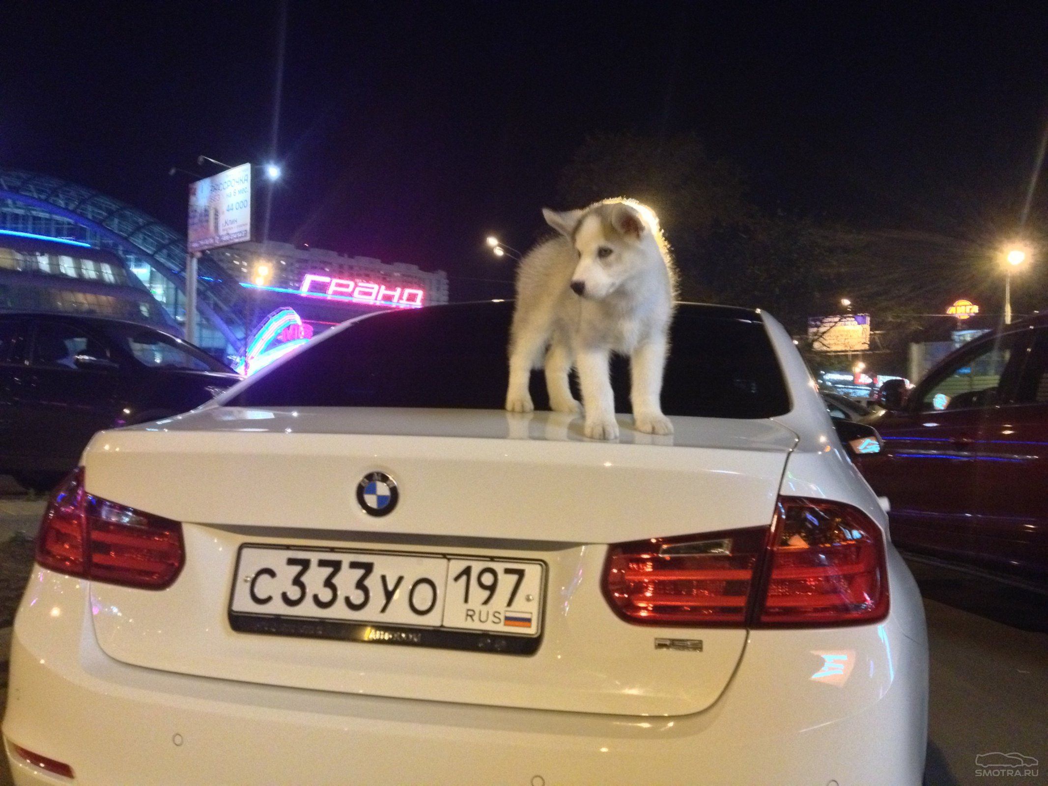 Собака возле машины