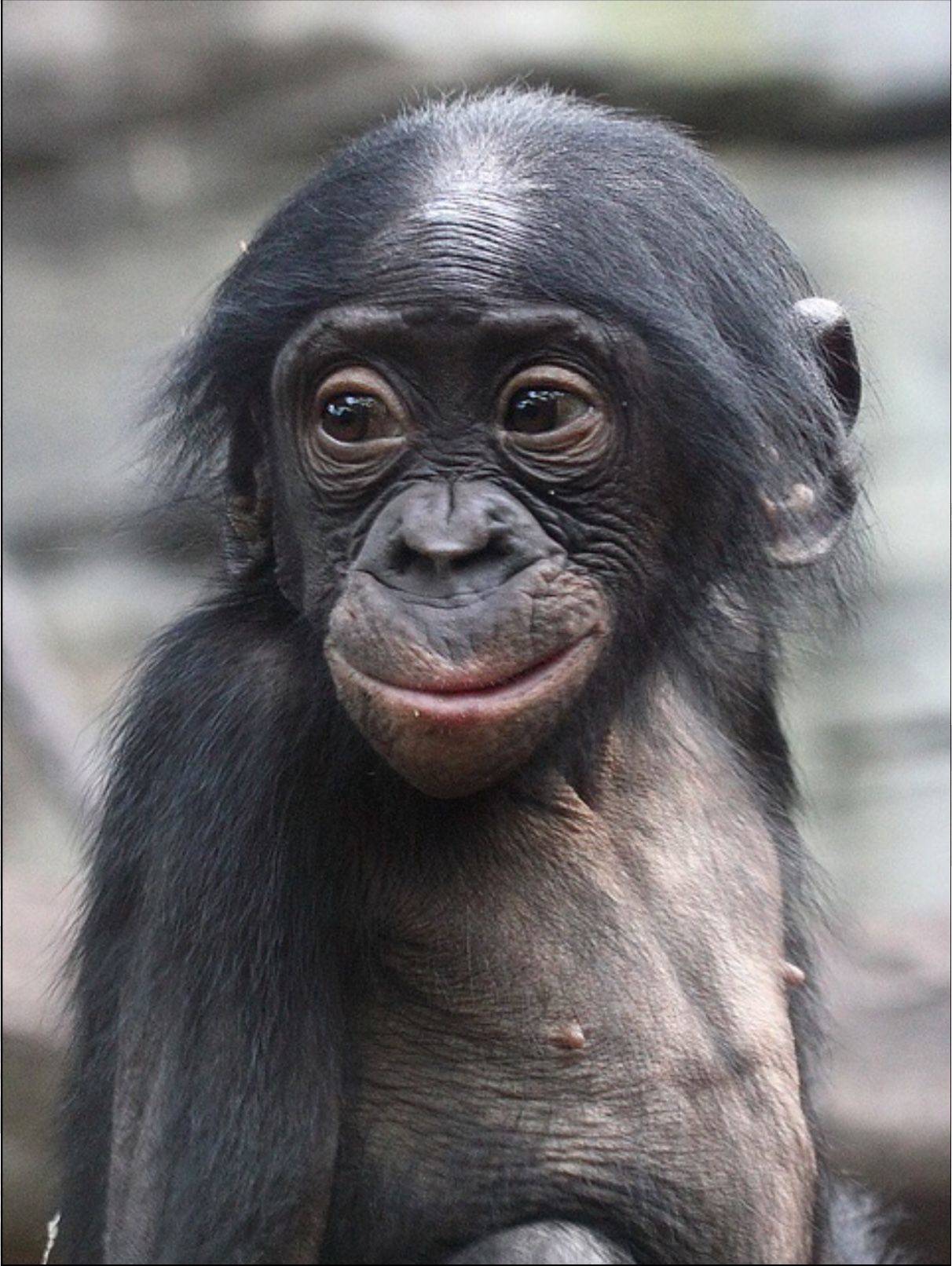 Смешное шимпанзе. Приматы бонобо. Бонобо обезьяна. Обезьяна шимпанзе бонобо. Карликовые шимпанзе бонобо.