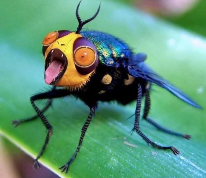 Самые смешные насекомые