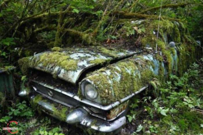 Брошенные автомобили в лесу