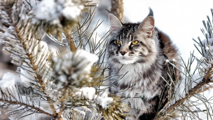 Кот в зимнем лесу