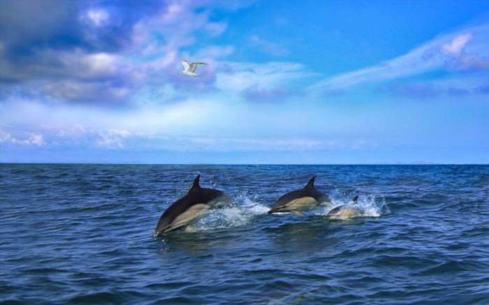 Дельфин в черном море