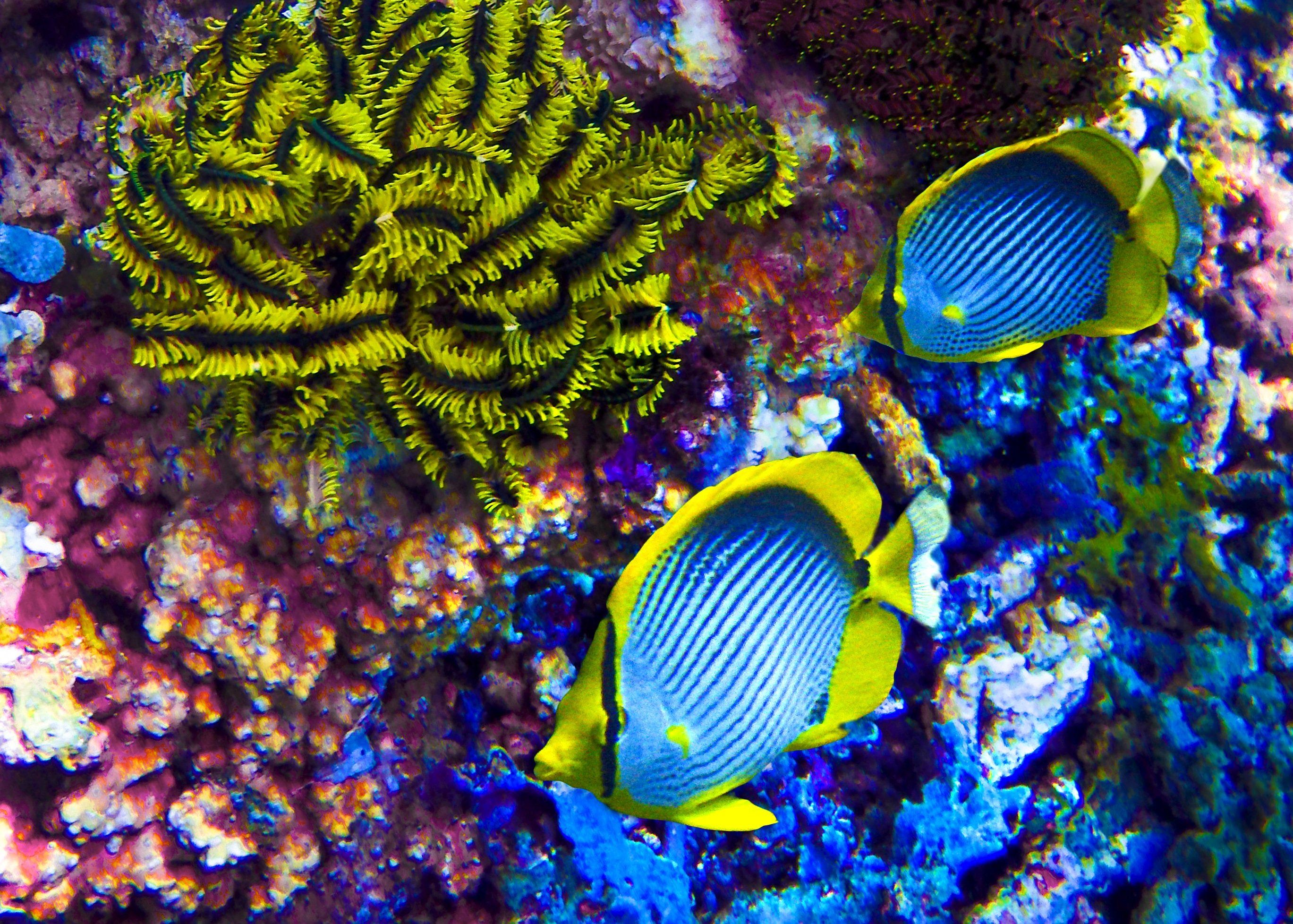 Рыбка коралловых рифов. Рыба бабочка коралл коралловое море. Подводный риф Марса Алам. Рыба бабочка риф. Рыбки коралловых рифов в Красном море.