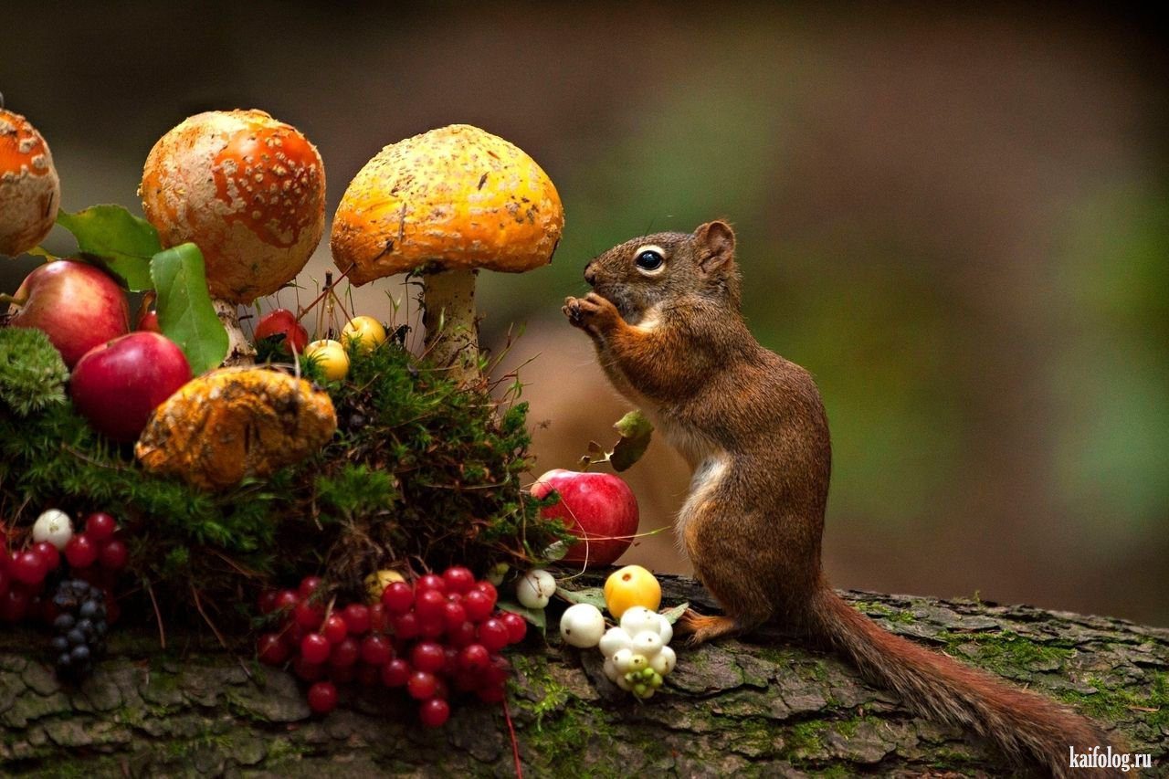 Лес про еду. Животные осенью. Осенние грибы. Осень грибы. Грибы ягоды орехи.