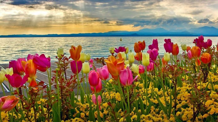Море весенних цветов