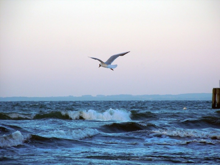 Чайки Альбатрос в черном море