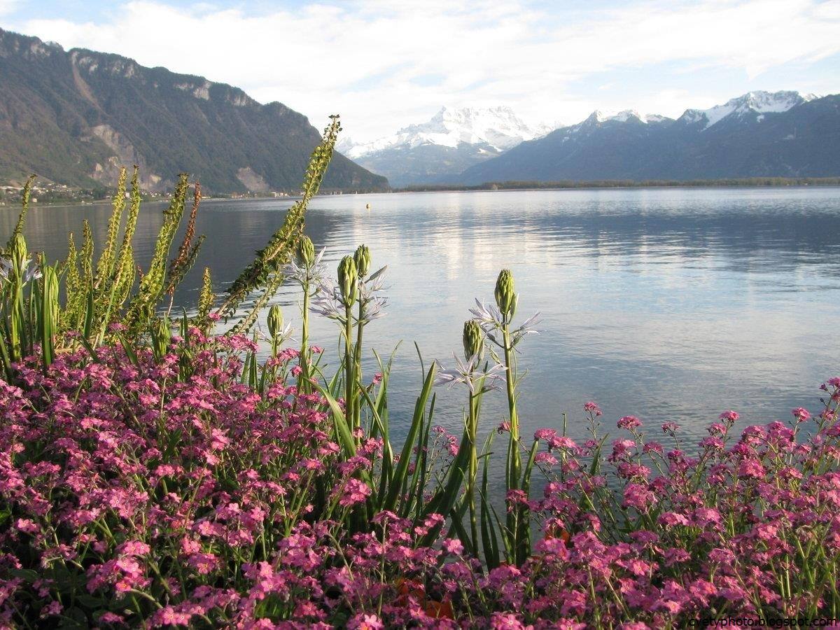 Купить цветы в озерах. Женевское озеро горы цветы. Цветы на озере в Швейцарии. Озеро с цветами. Цветочки на озере.