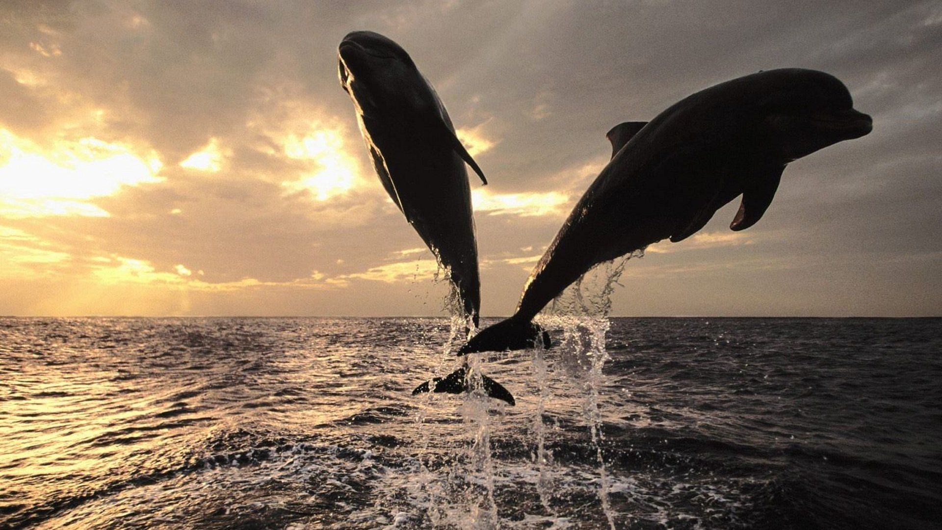 Дельфины уплывают в океан слушать. Обои с дельфинами. Атлантический океан с дельфинами. Черноморская Афалина. Дельфины Эстетика.