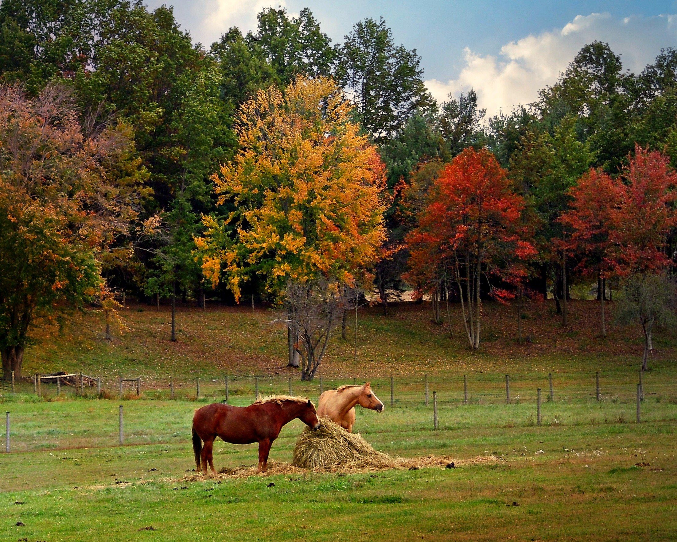 Horses fall. Лошади на природе. Лошадь осень. Лошадь в осеннем лесу. Лошади осенью.