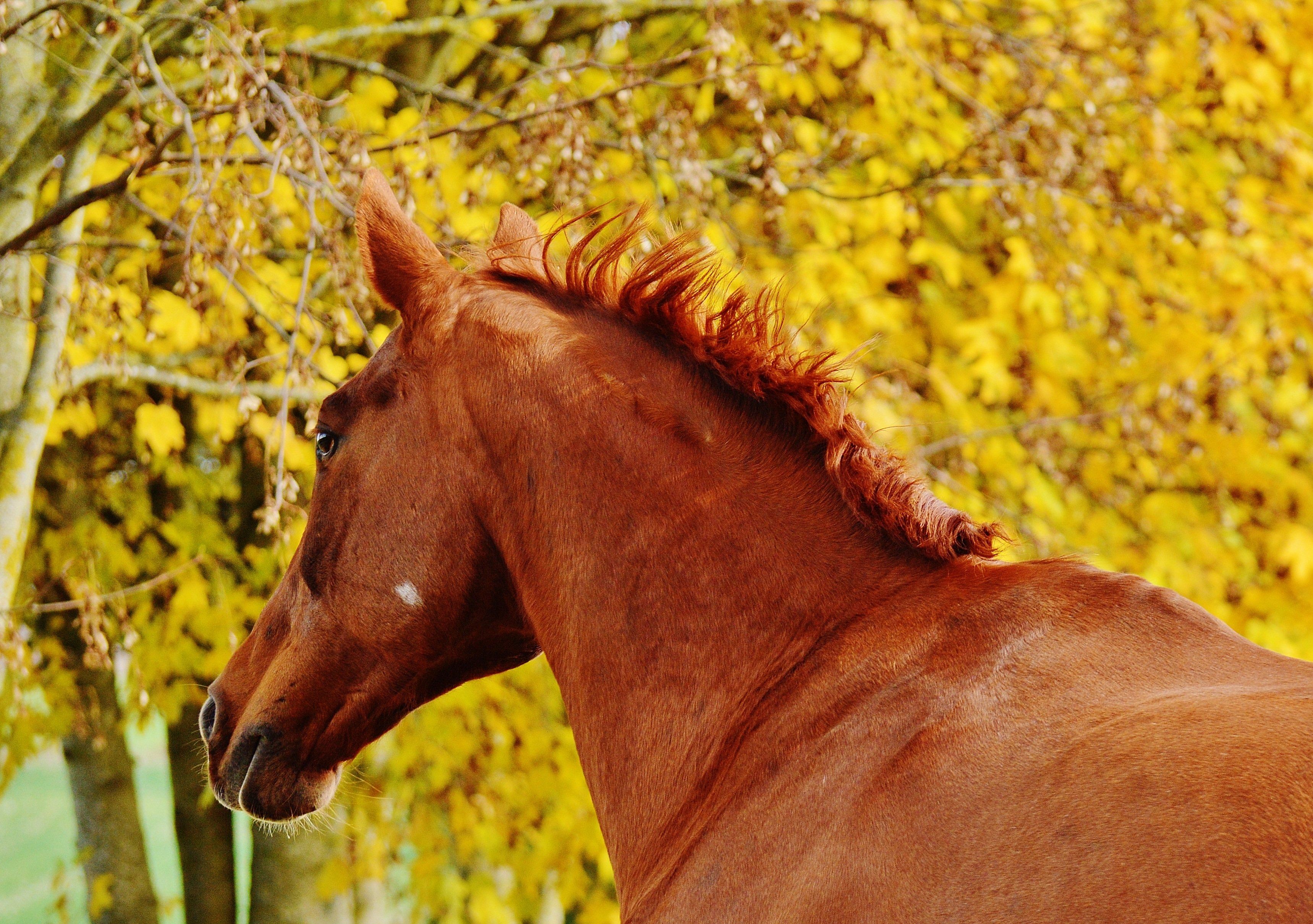 Animal ride. Лошадь осень. Конь рыжий. Рыжая лошадь. Красивая рыжая лошадь.
