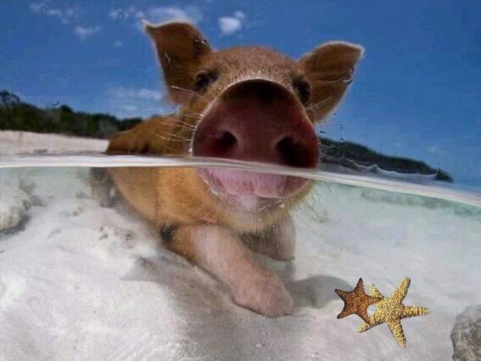 Прикол свинья на море